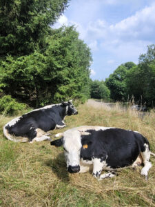 Les vaches près du parking de la Chaume des Veaux